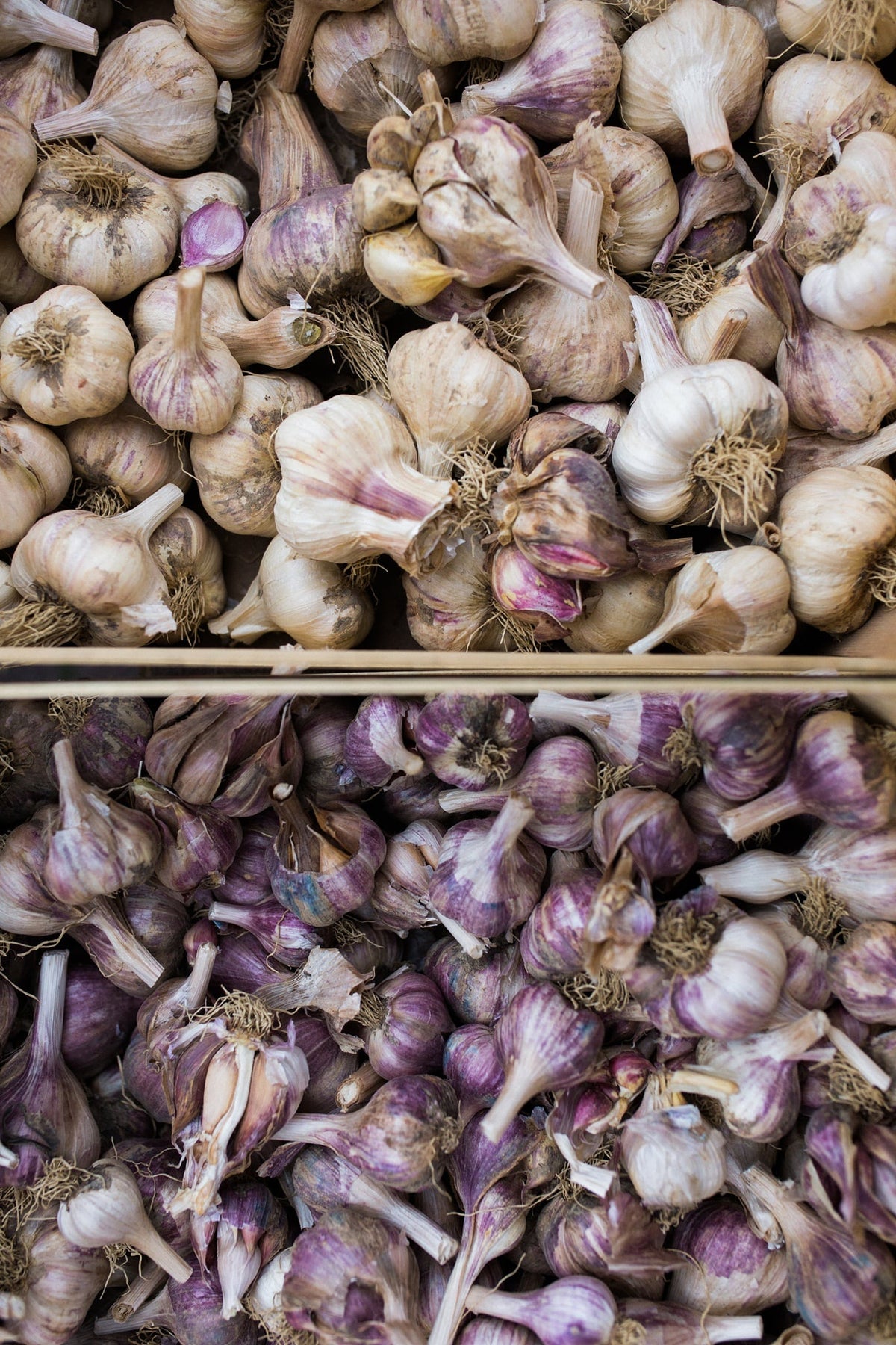 Mixed Variety Garlic Pack