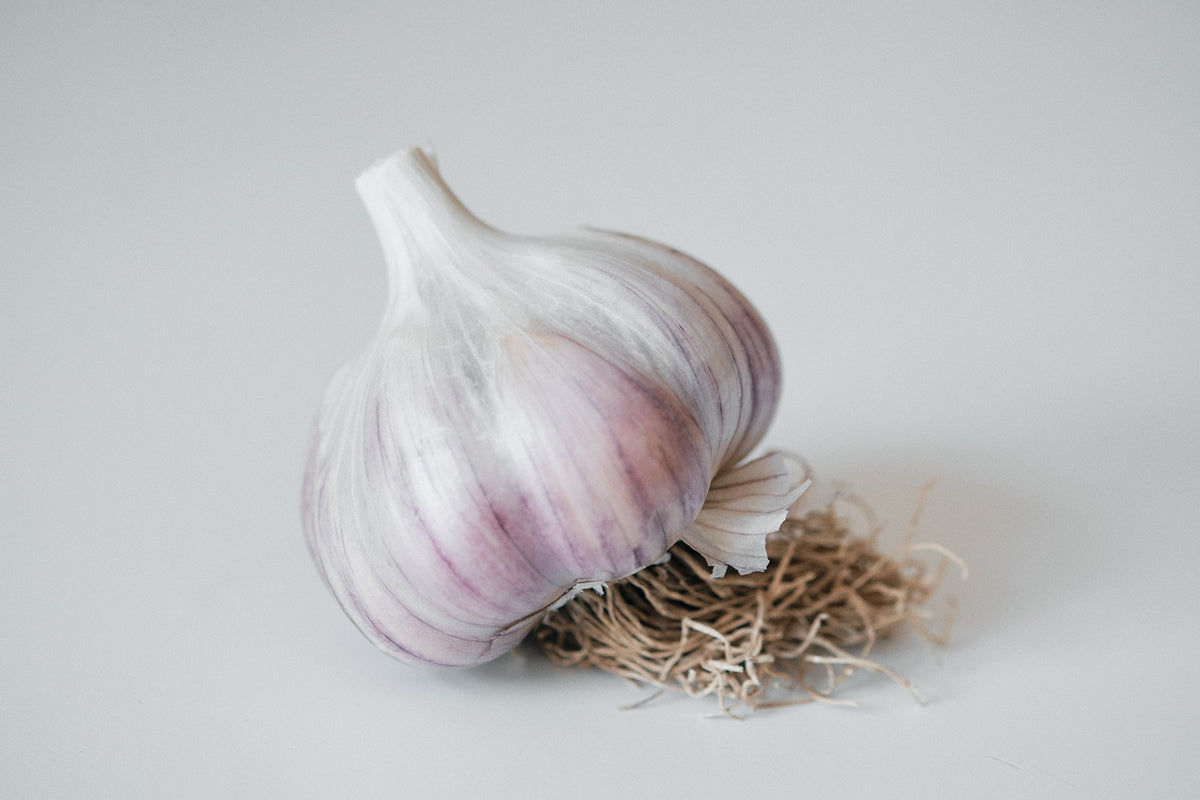Glazed Purple Stripe Garlic