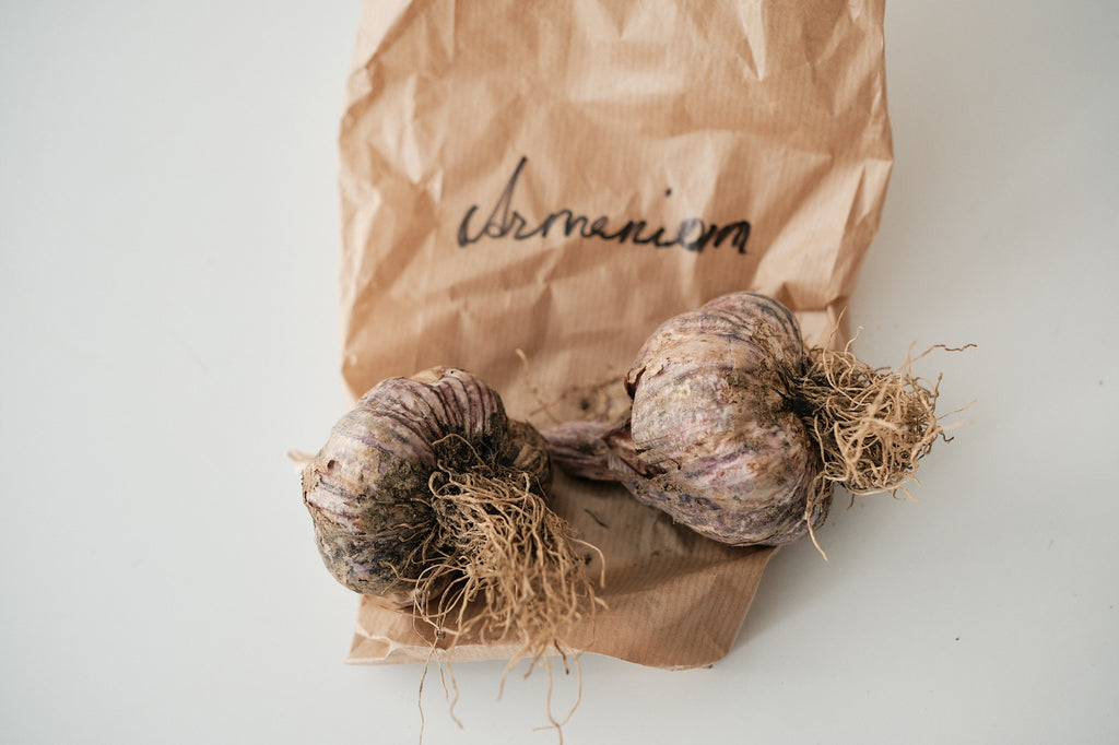 Armenian (Turban Garlic)