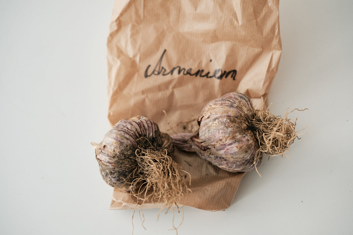 Armenian (Turban Garlic)