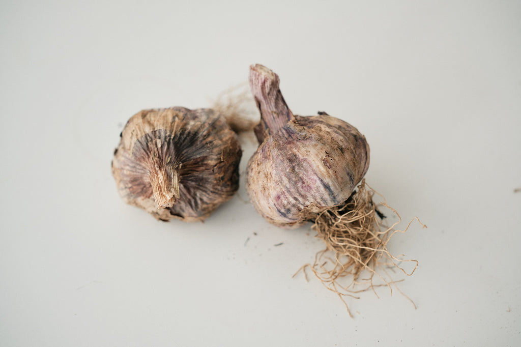 Armenian (Turban Garlic)