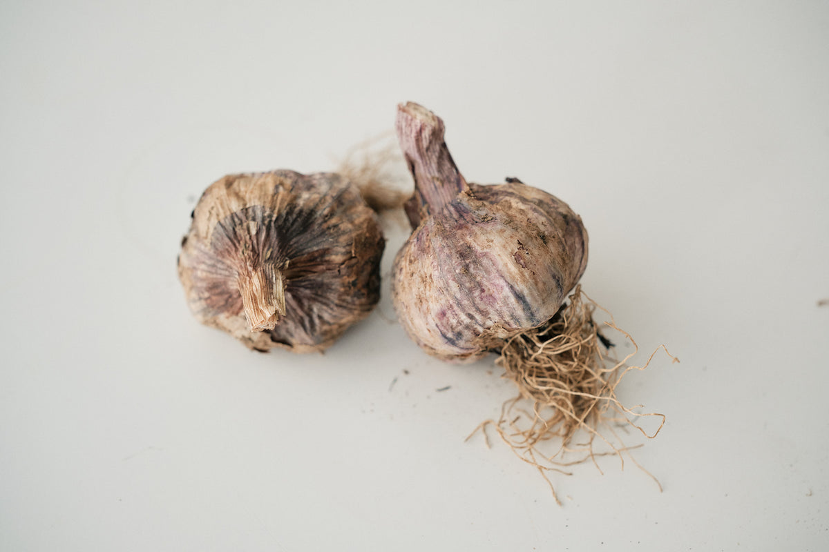 Armenian (Turban Garlic)