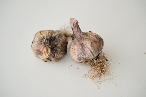 Armenian (Turban Garlic)