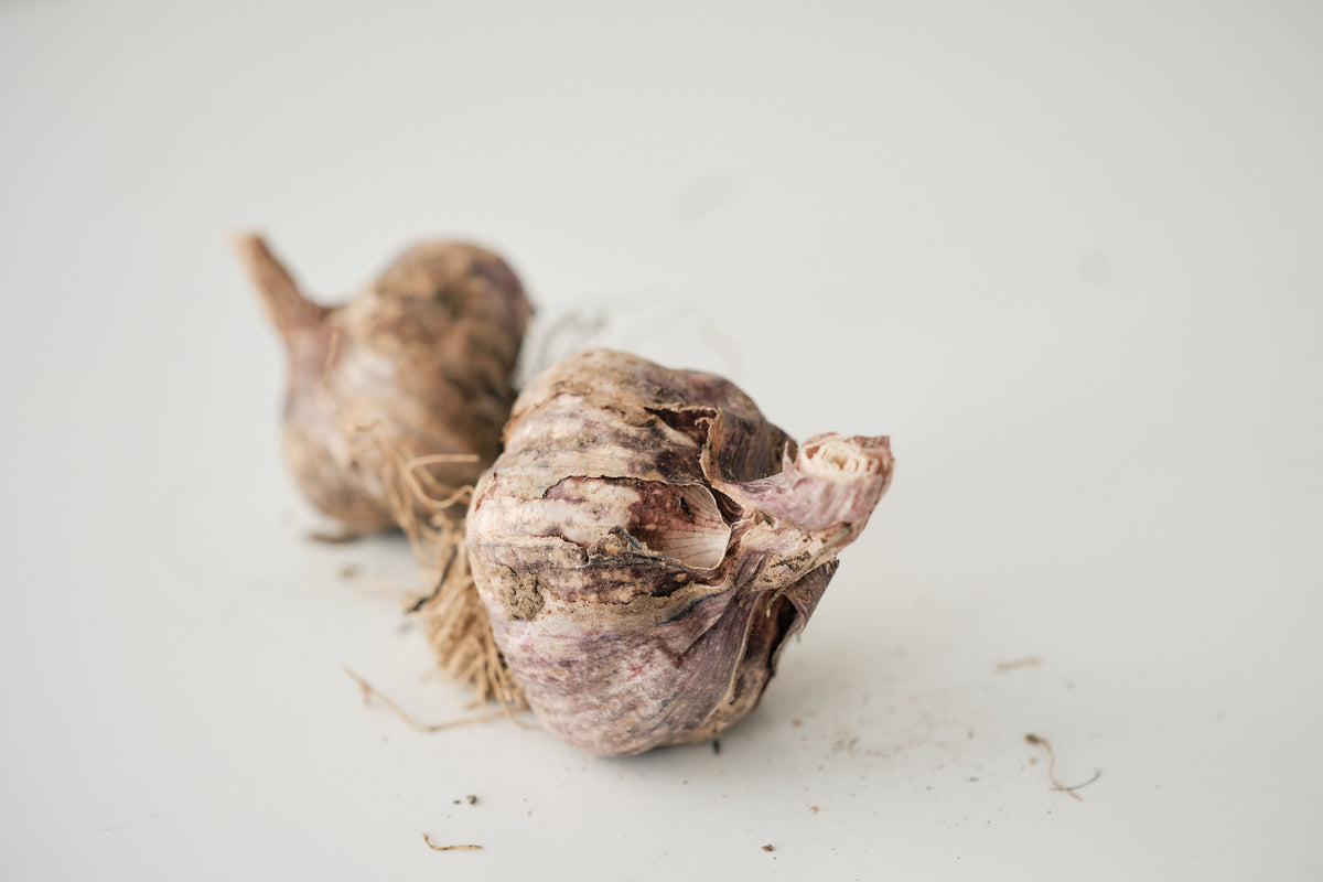 Armenian (Turban Garlic)