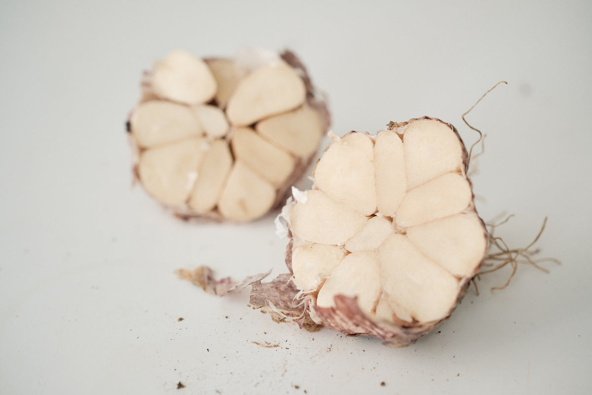 Armenian (Turban Garlic)