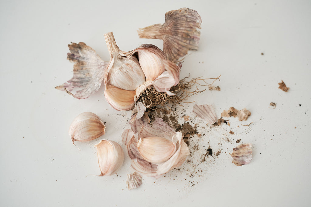 Armenian (Turban Garlic)
