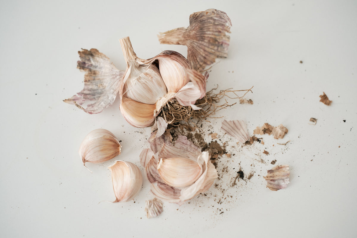Armenian (Turban Garlic)
