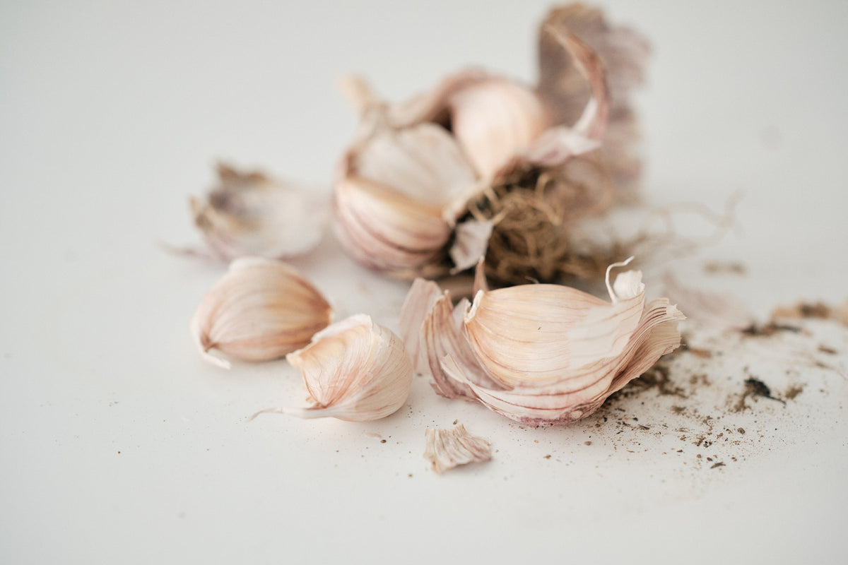Armenian (Turban Garlic)