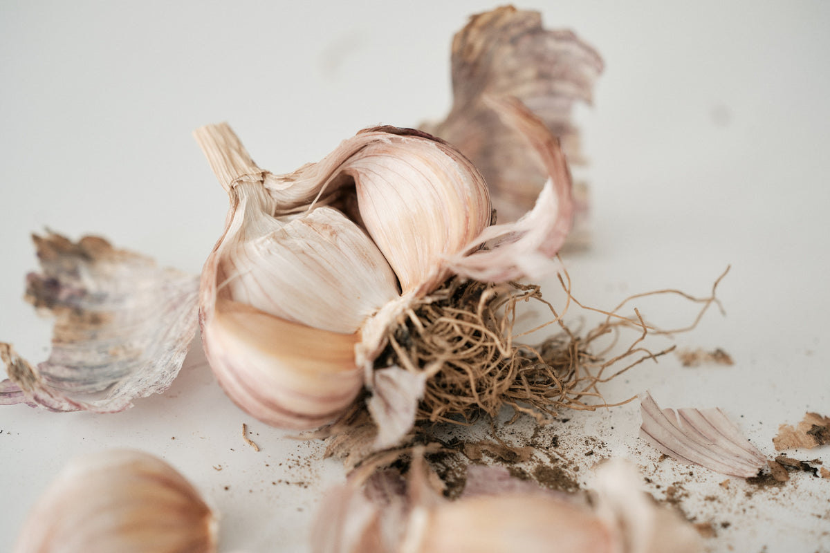 Armenian (Turban Garlic)