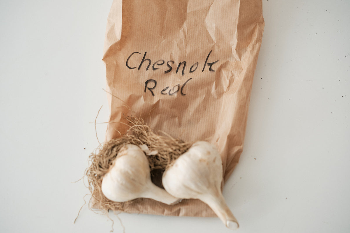 Chesnok Red (Standard Purple Stripe Garlic)