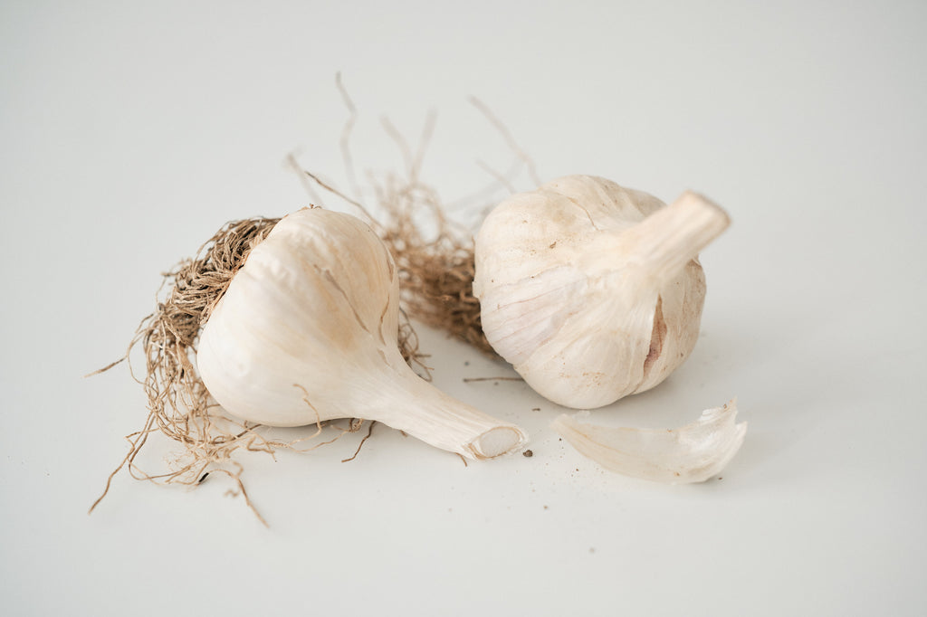 Chesnok Red (Standard Purple Stripe Garlic)