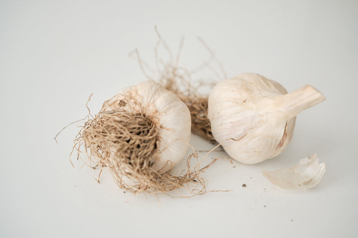 Chesnok Red (Standard Purple Stripe Garlic)