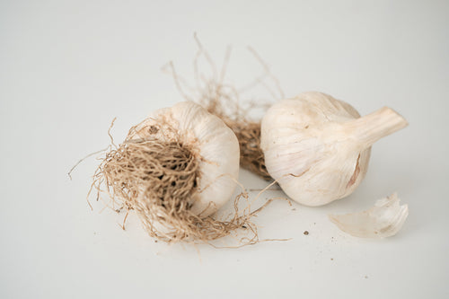 Chesnok Red (Standard Purple Stripe Garlic)