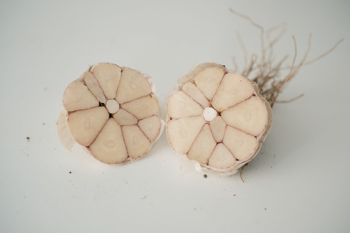 Chesnok Red (Standard Purple Stripe Garlic)