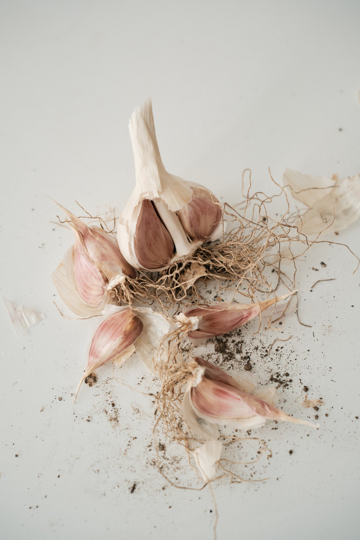 Chesnok Red (Standard Purple Stripe Garlic)