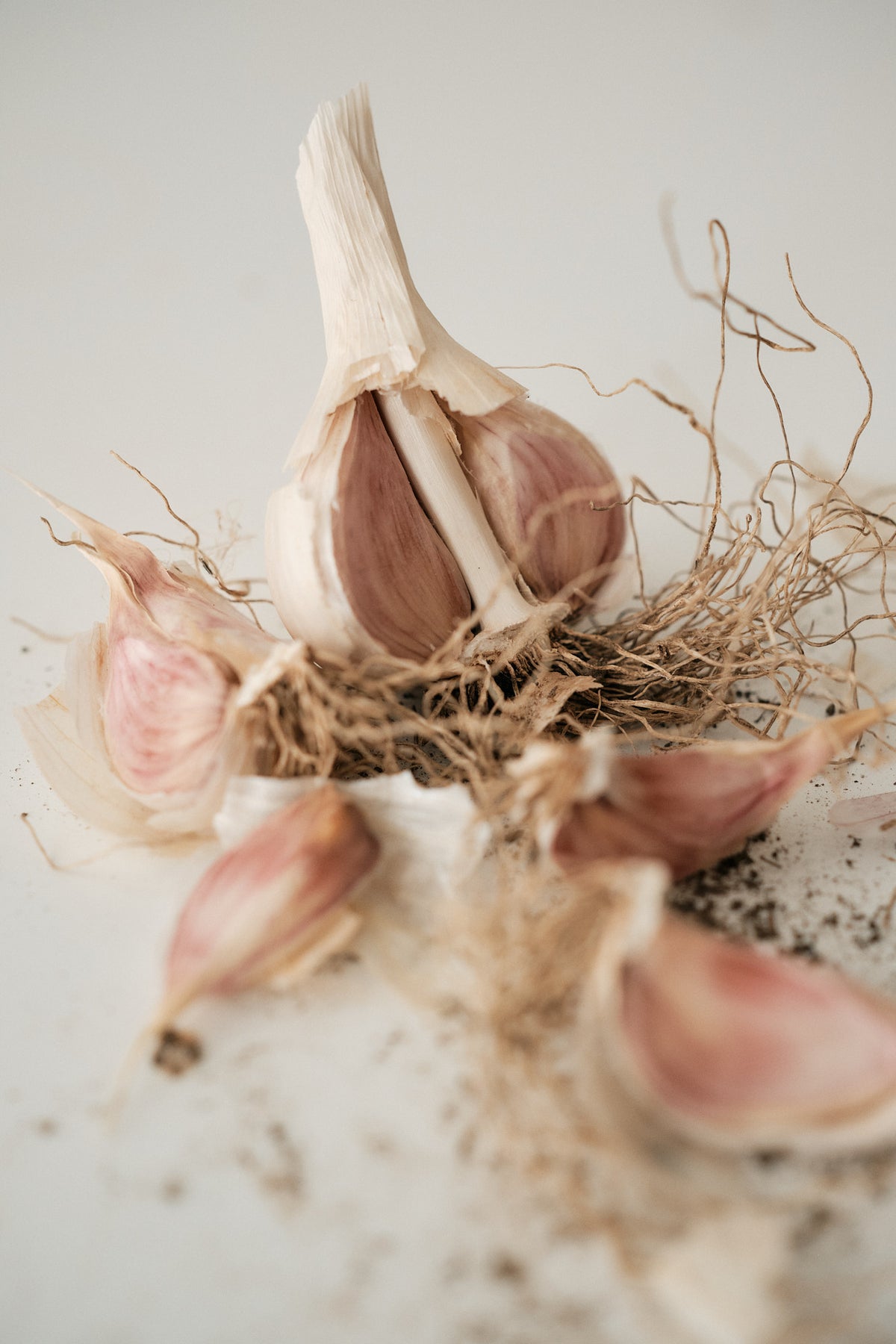 Chesnok Red (Standard Purple Stripe Garlic)