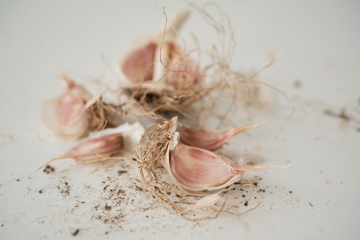 Chesnok Red (Standard Purple Stripe Garlic)