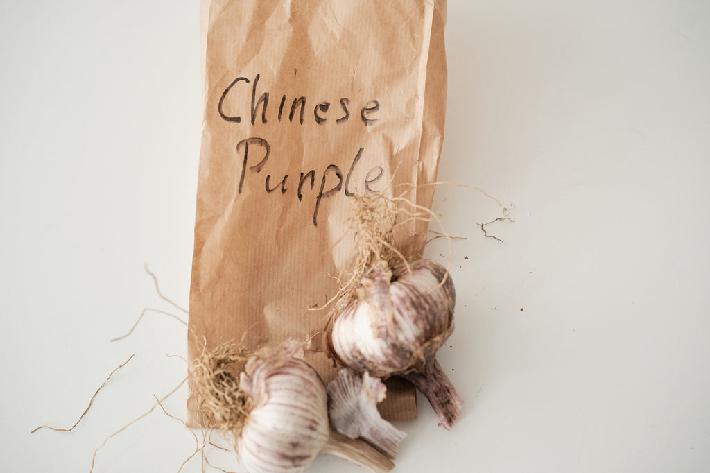 Chinese Purple (Turban Garlic)