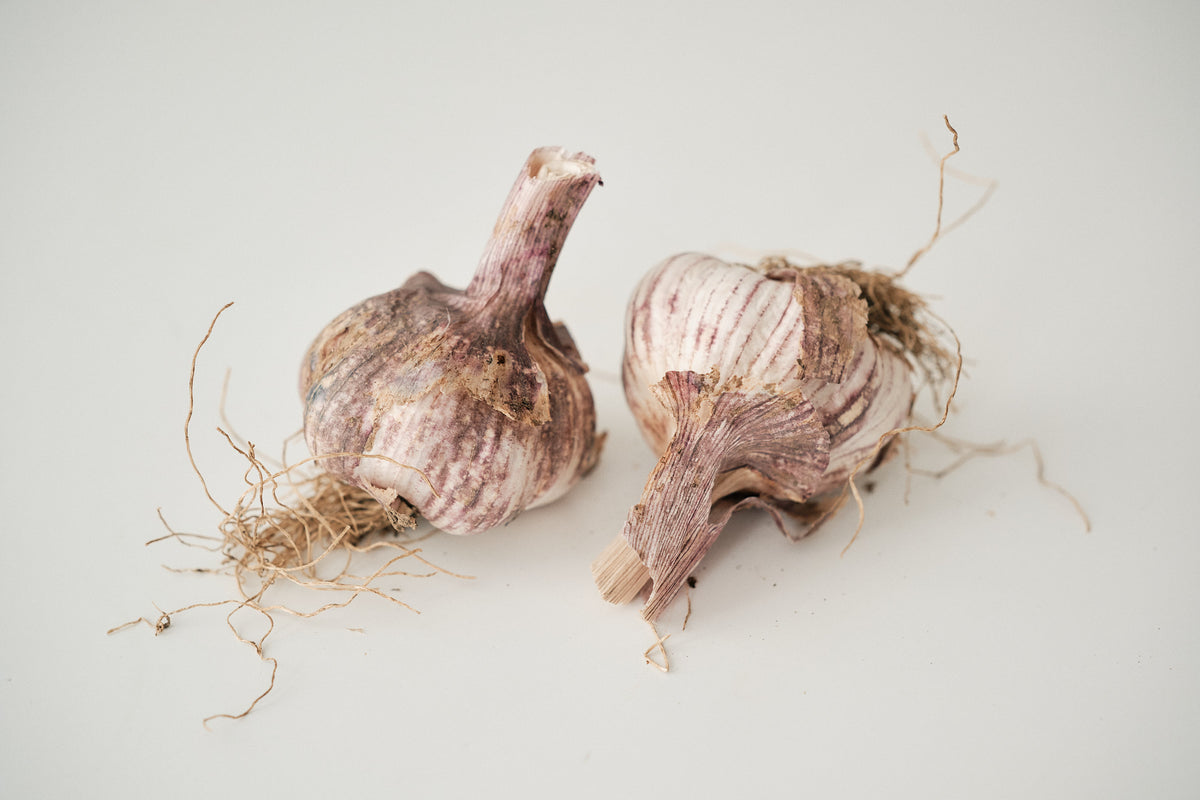 Chinese Purple (Turban Garlic)