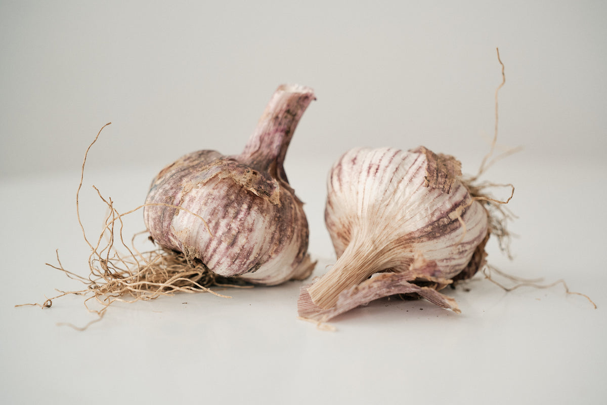 Chinese Purple (Turban Garlic)