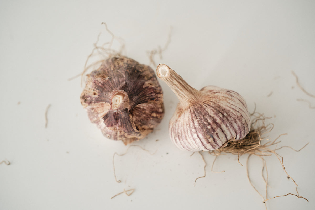 Chinese Purple (Turban Garlic)