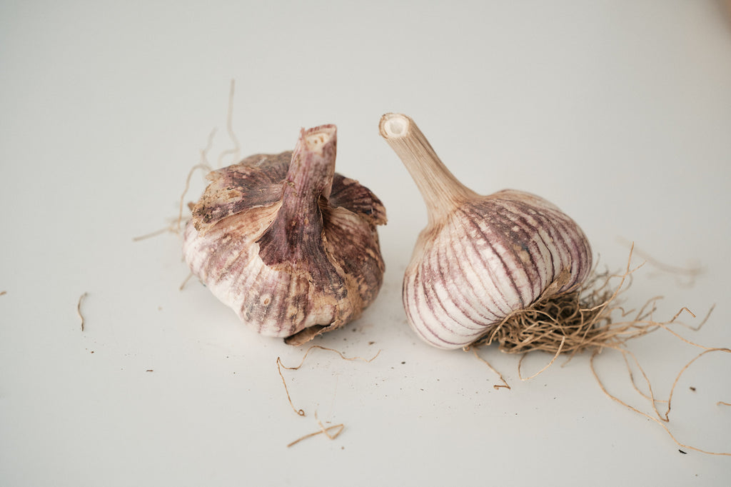 Chinese Purple (Turban Garlic)