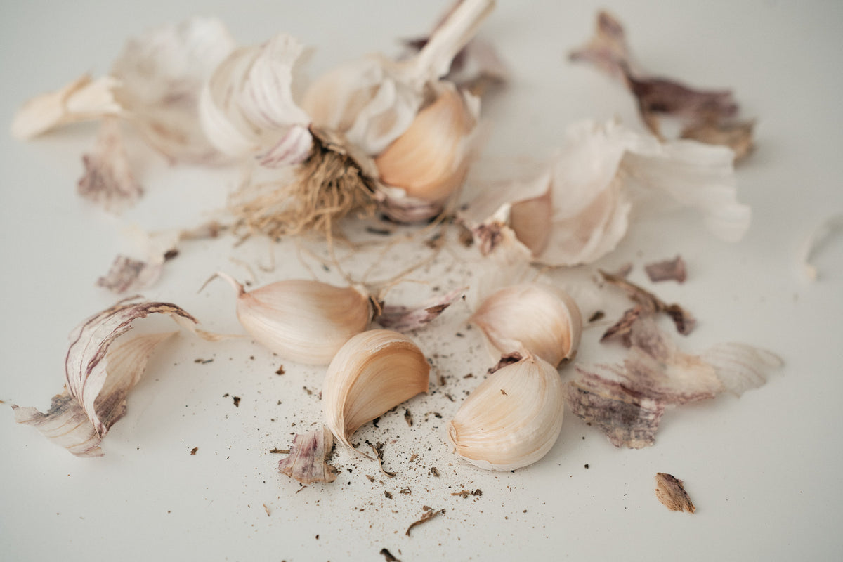 Chinese Purple (Turban Garlic)