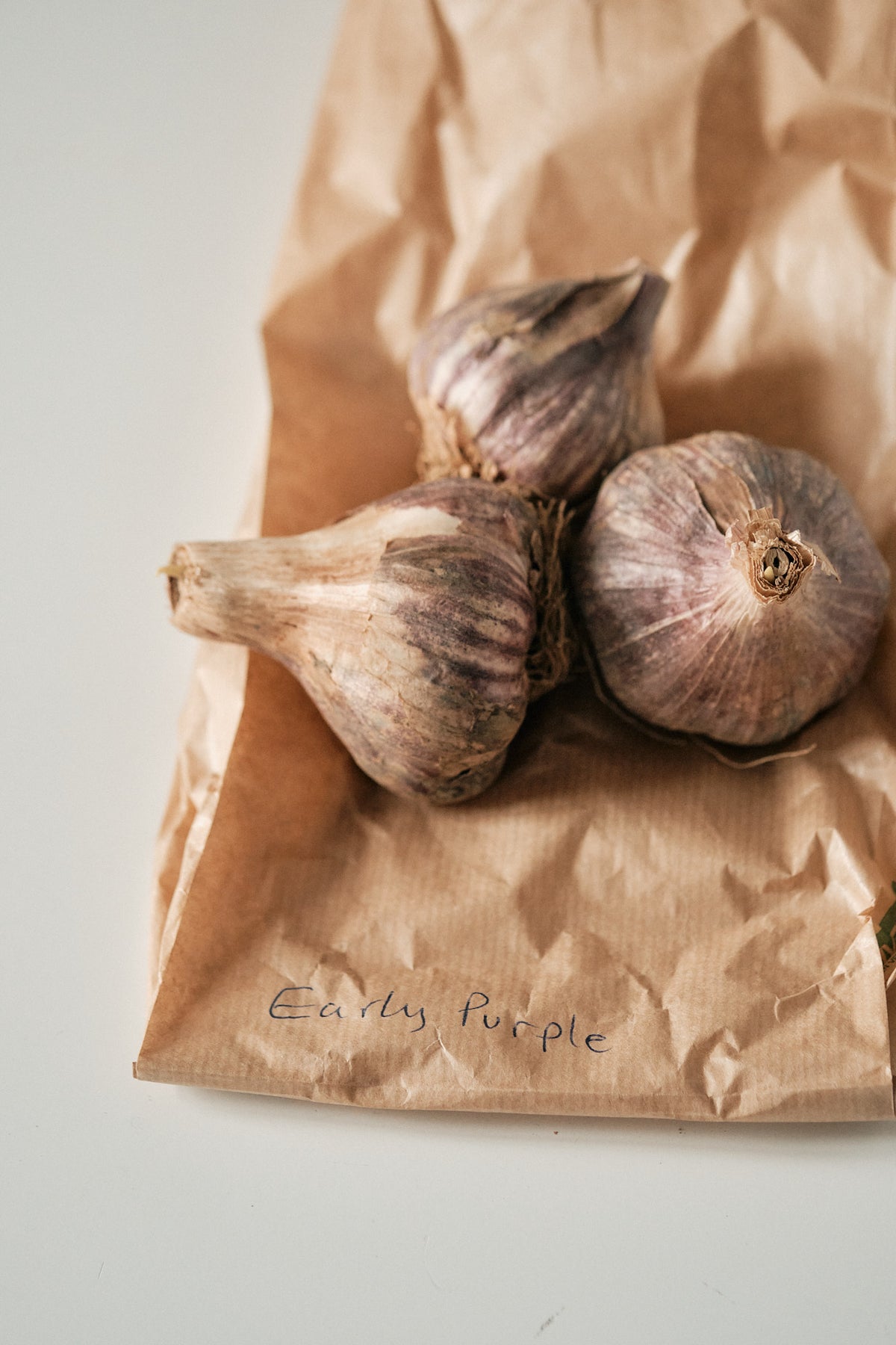 Early Purple (Artichoke Garlic)