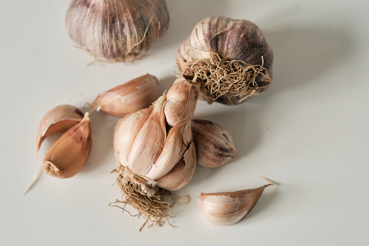 Early Purple (Artichoke Garlic)