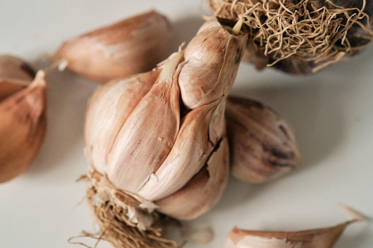 Early Purple (Artichoke Garlic)