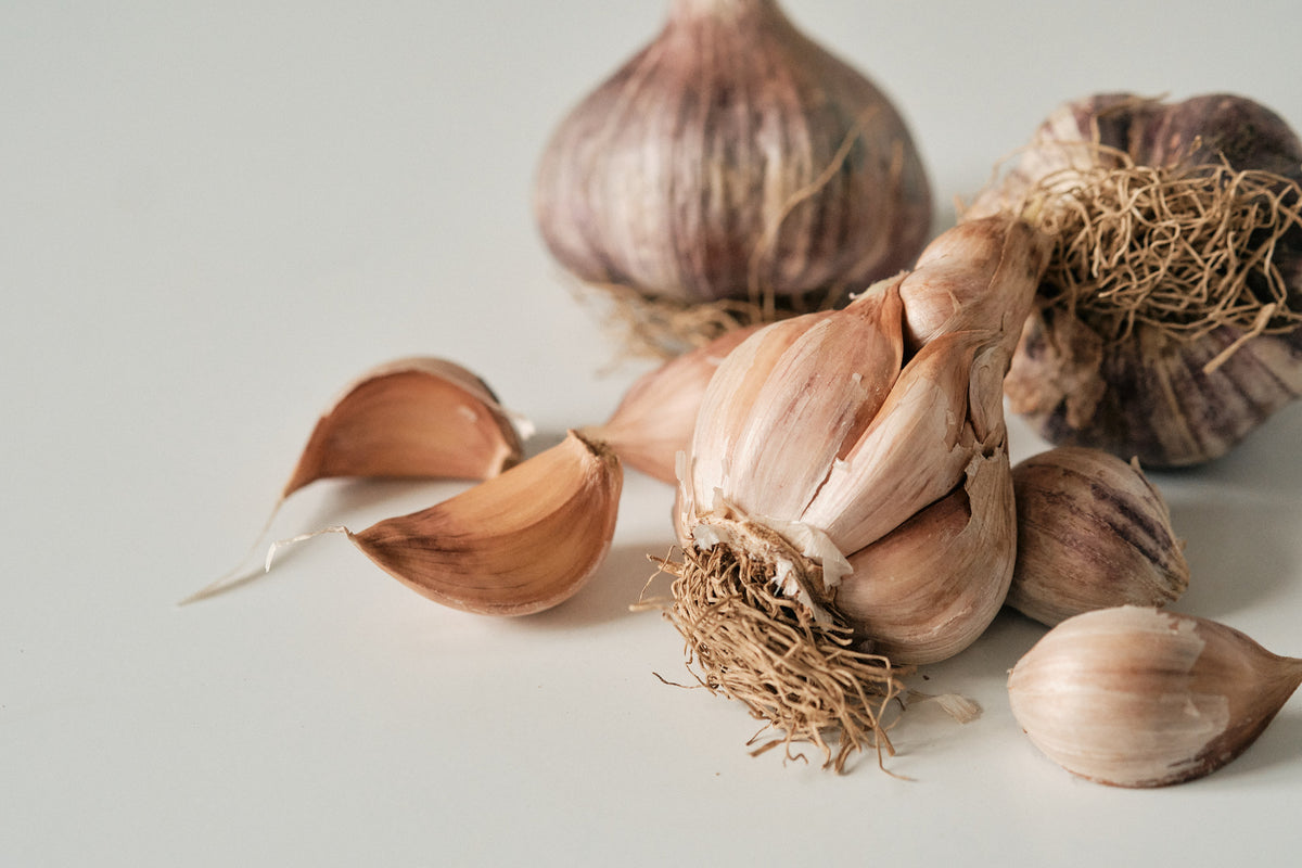 Early Purple (Artichoke Garlic)