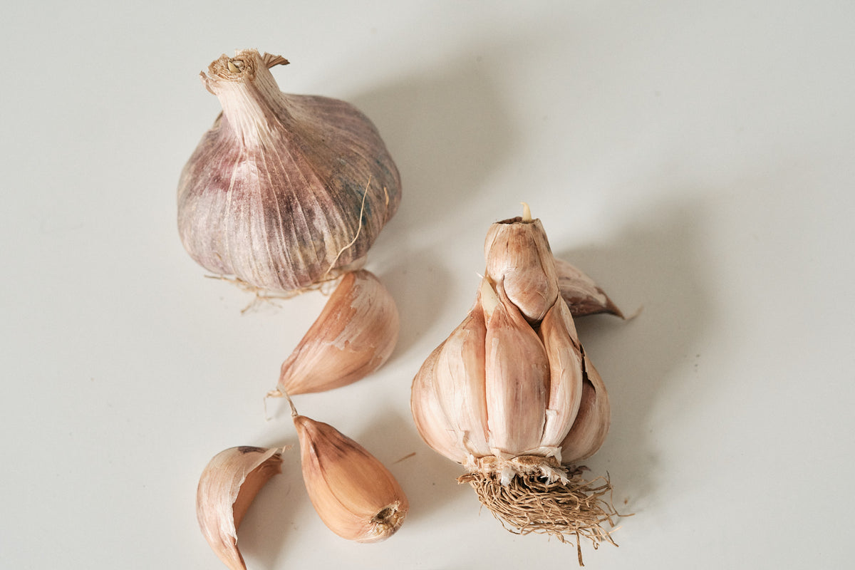 Early Purple (Artichoke Garlic)