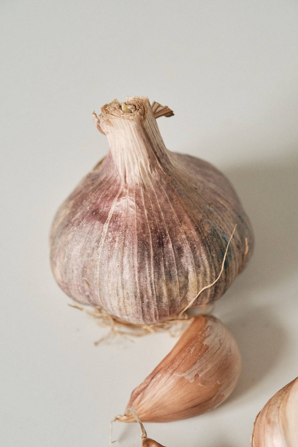 Early Purple (Artichoke Garlic)
