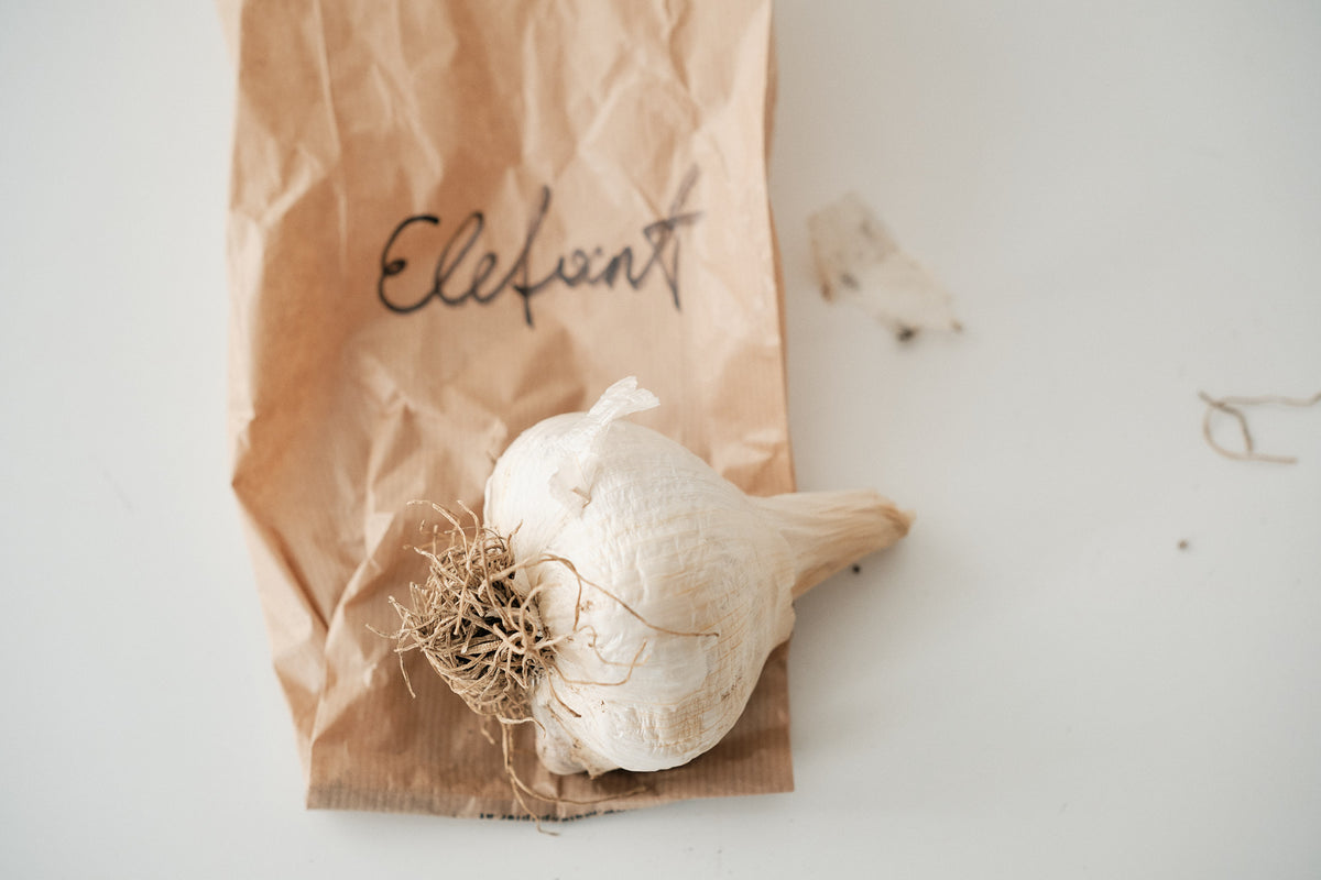 Elephant (Elephant Garlic)