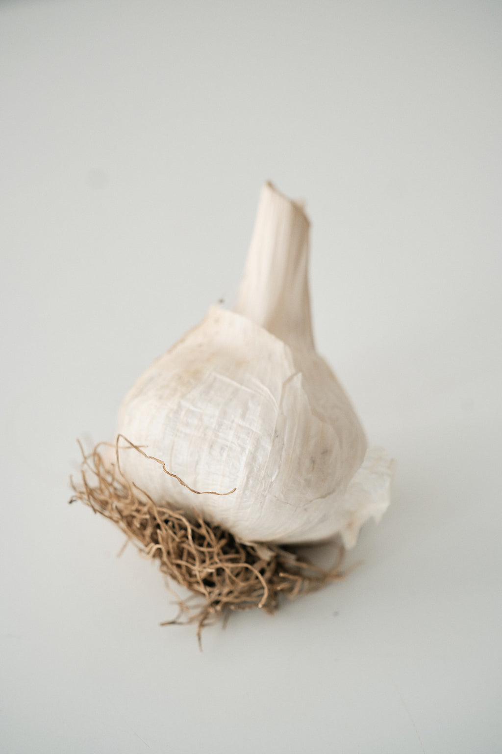 Elephant (Elephant Garlic)