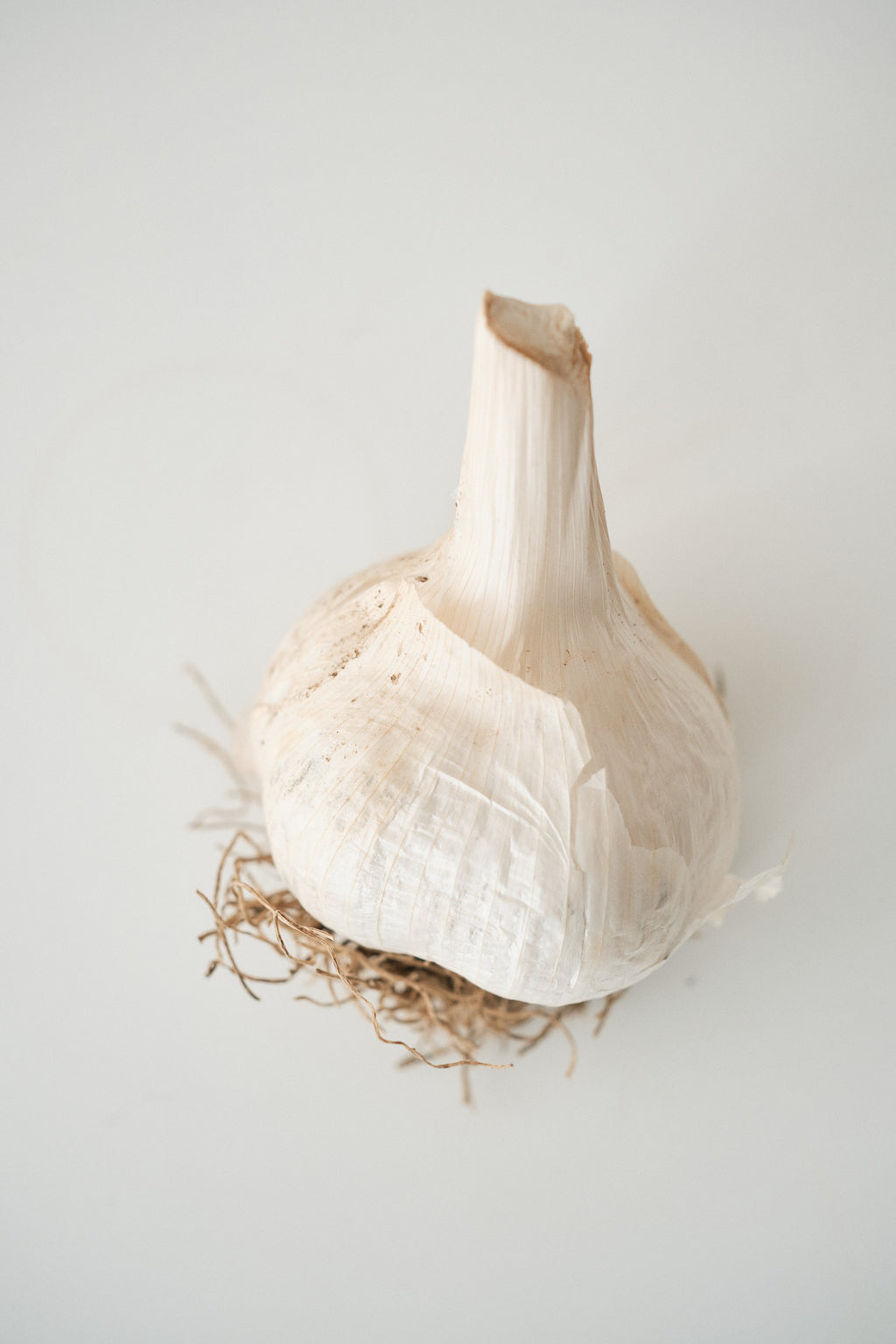 Elephant (Elephant Garlic)