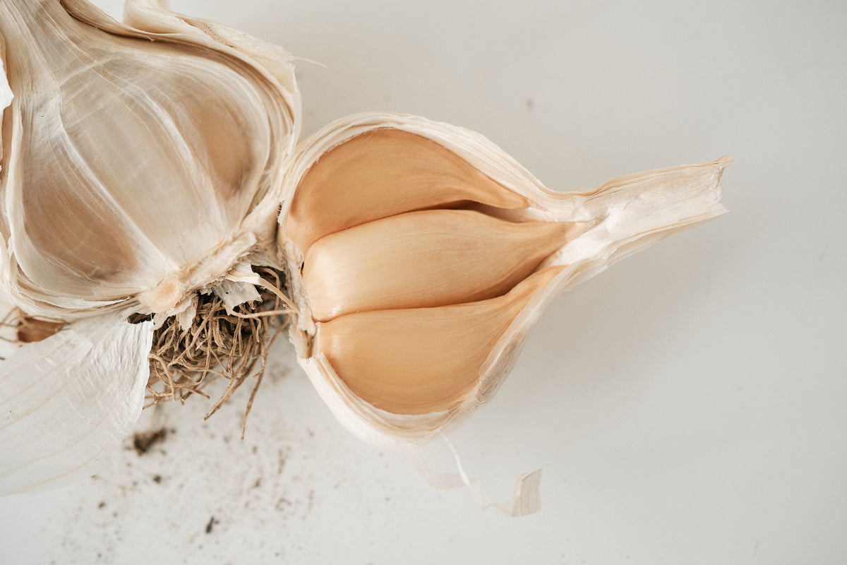 Elephant (Elephant Garlic)