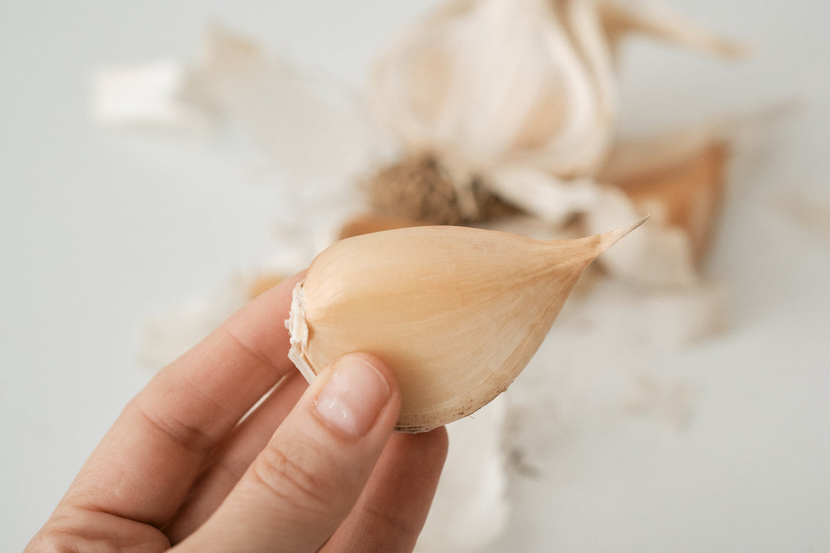Elephant (Elephant Garlic)