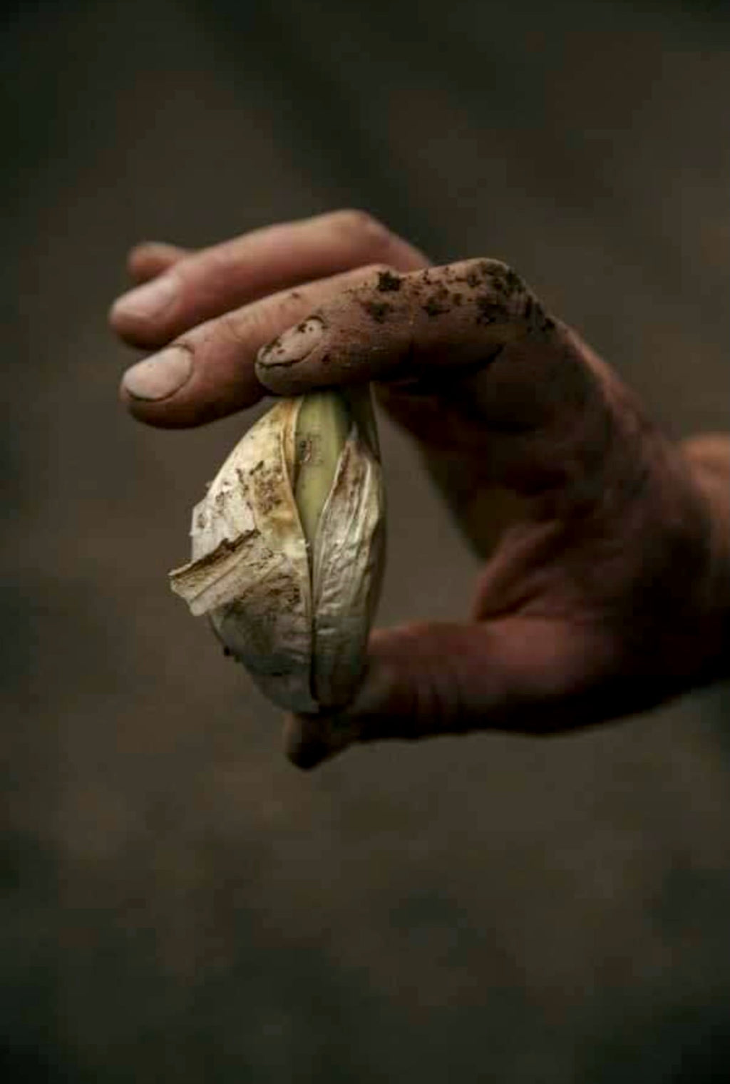 Elephant (Elephant Garlic)
