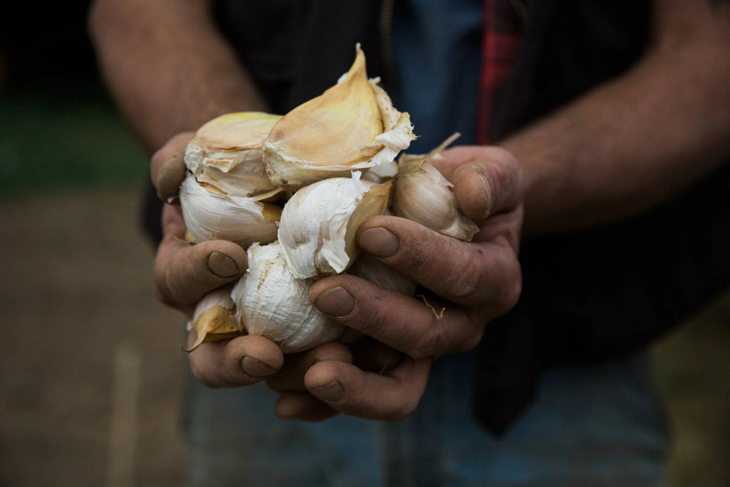 Elephant (Elephant Garlic)