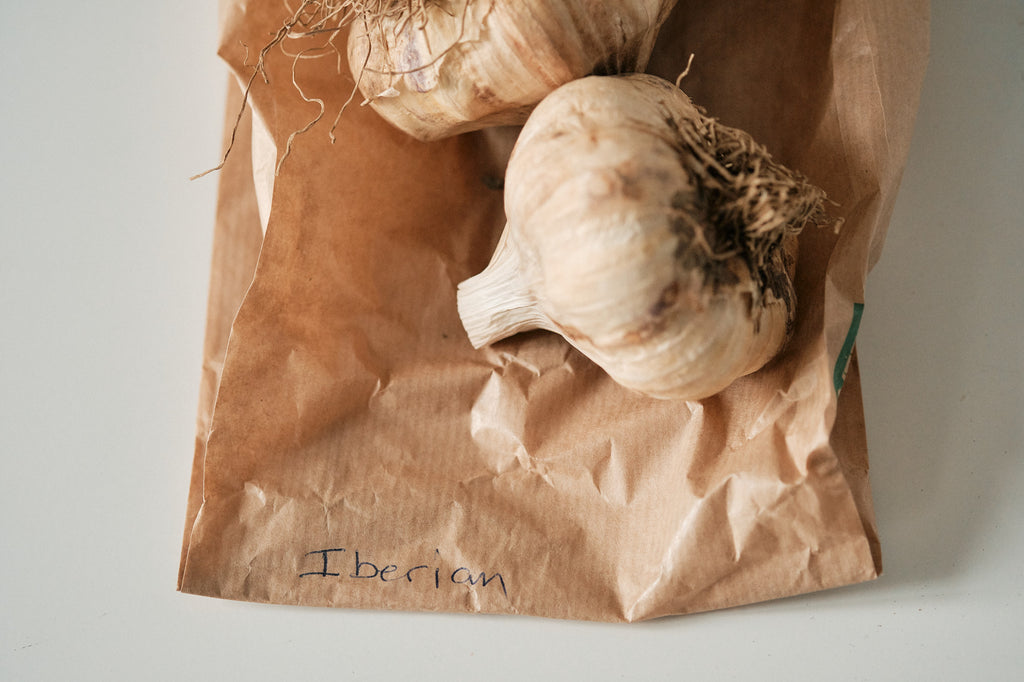 Iberian (Artichoke Garlic)