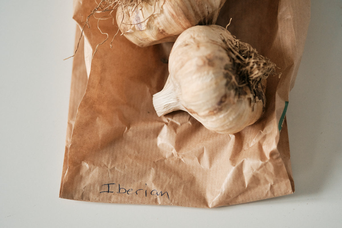 Iberian (Artichoke Garlic)