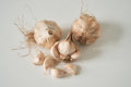Iberian (Artichoke Garlic)
