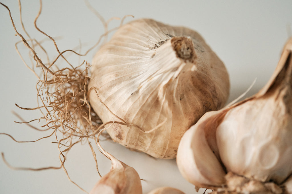 Iberian (Artichoke Garlic)