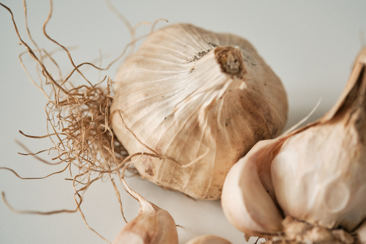 Iberian (Artichoke Garlic)