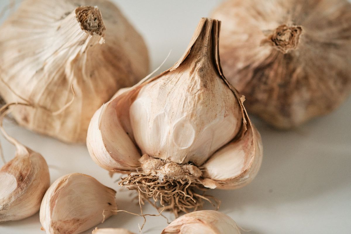 Iberian (Artichoke Garlic)