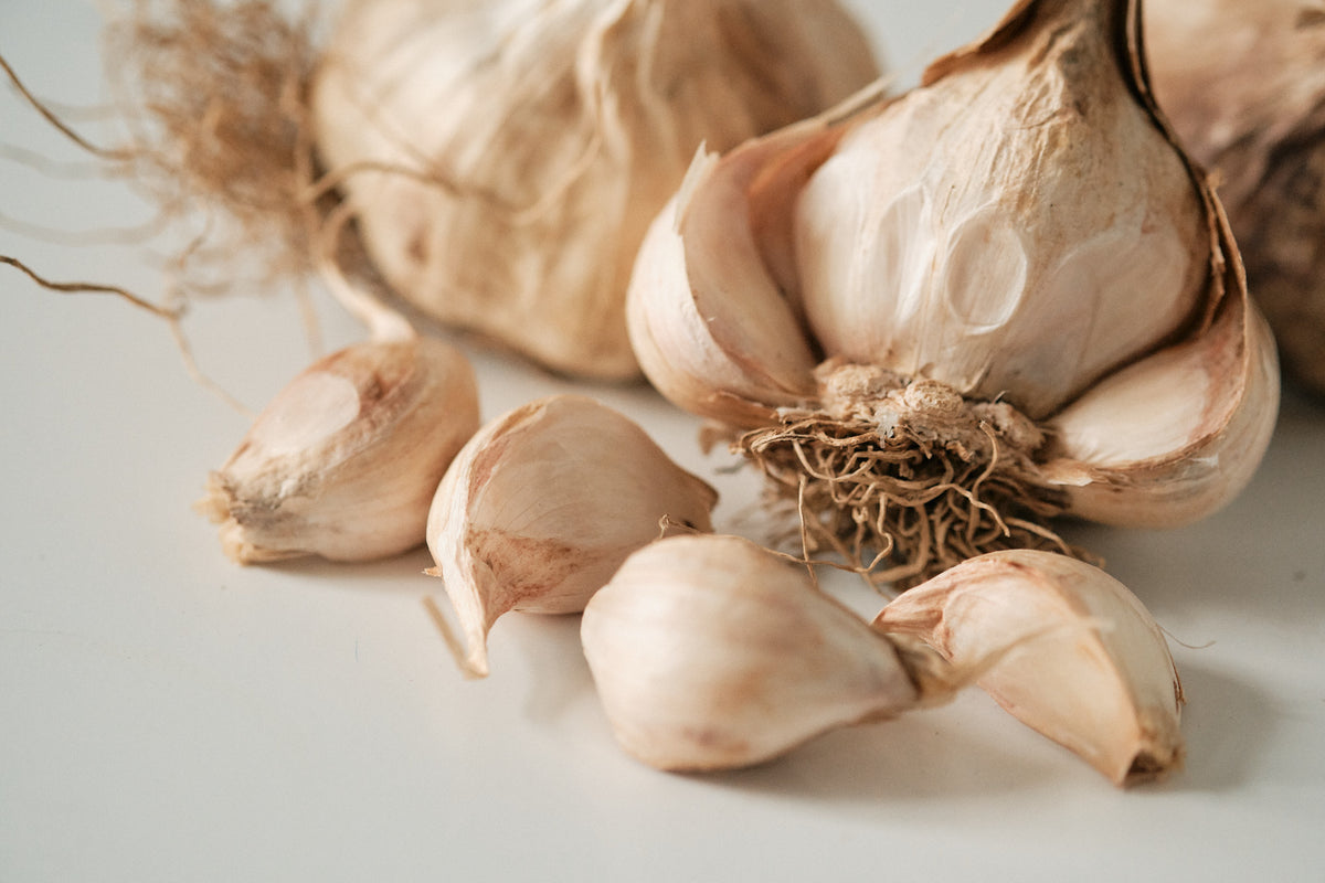 Iberian (Artichoke Garlic)