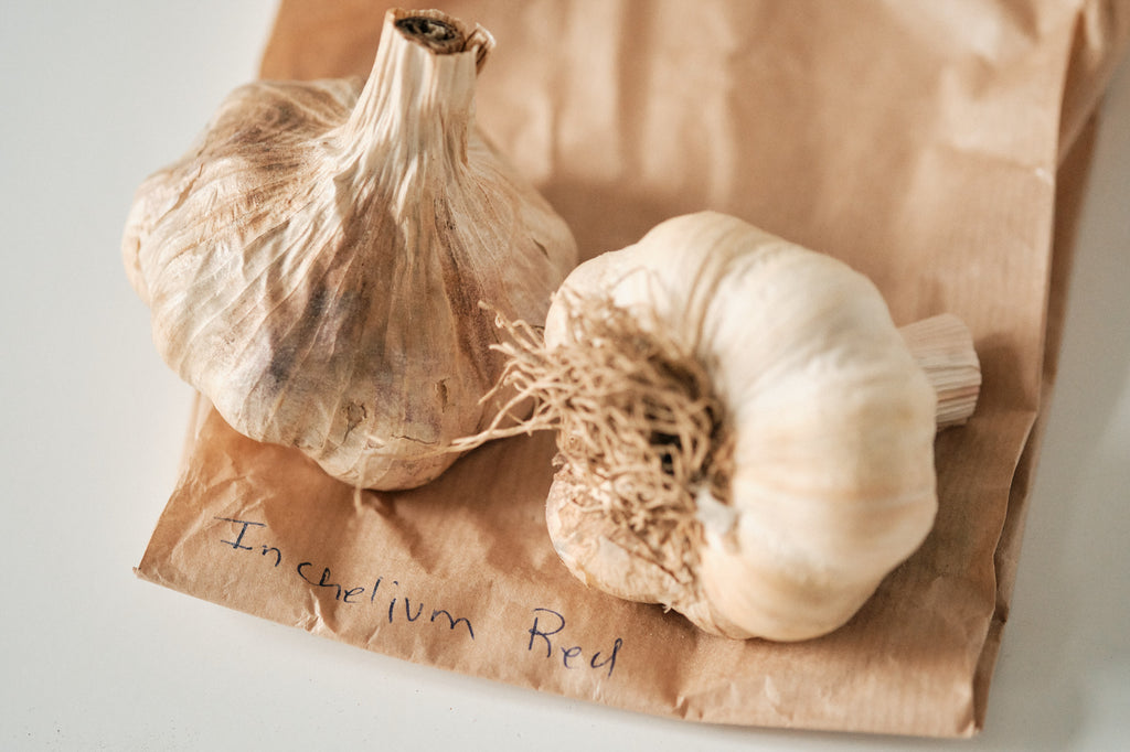 Inchelium Red (Artichoke Garlic)