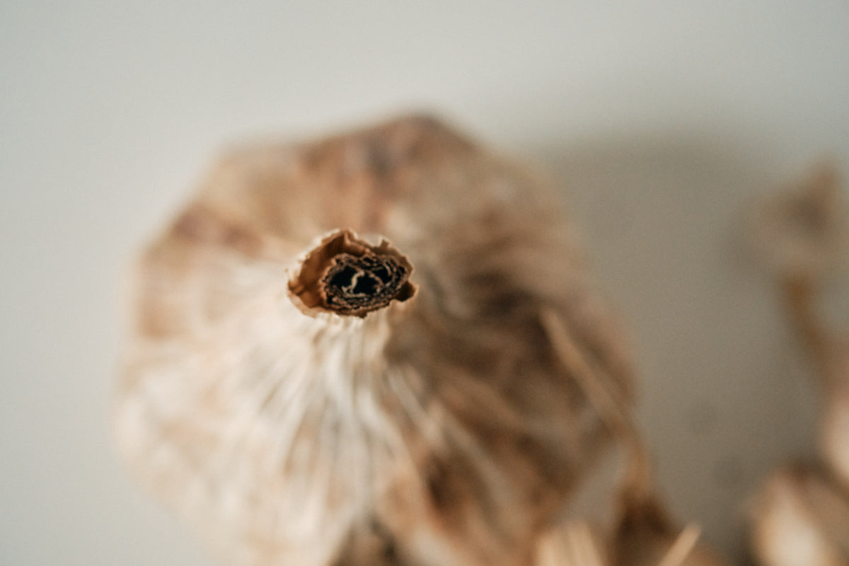 Inchelium Red (Artichoke Garlic)