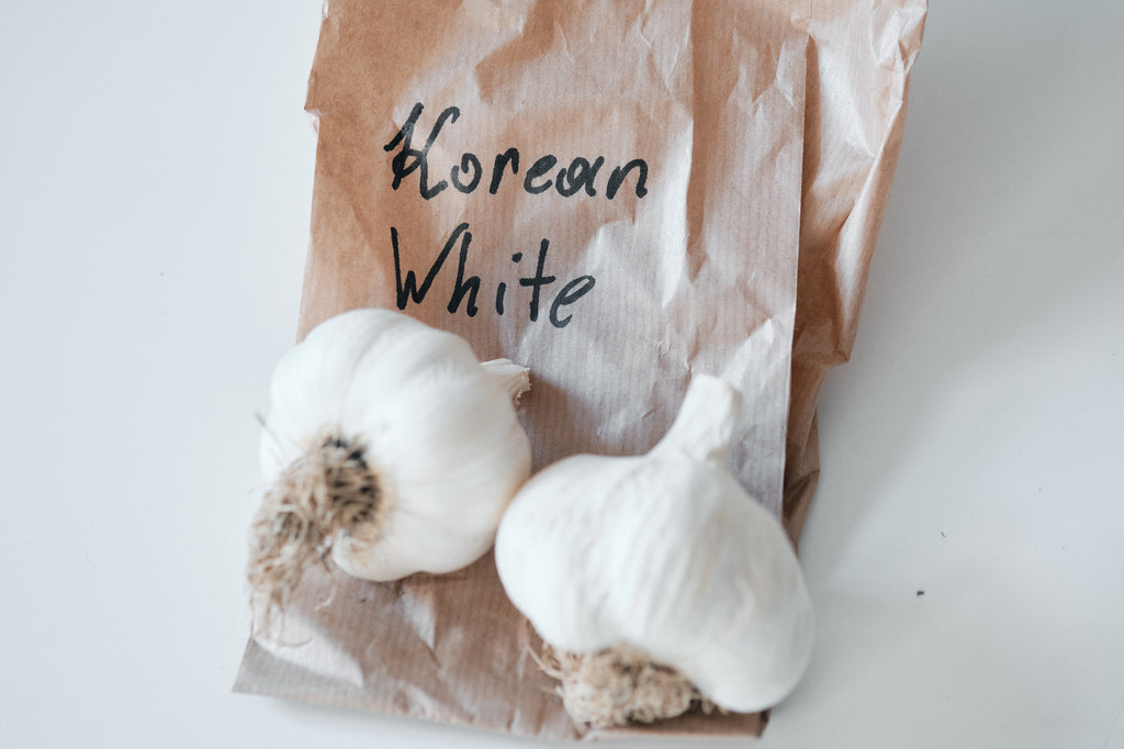 White Korean (Turban Garlic)